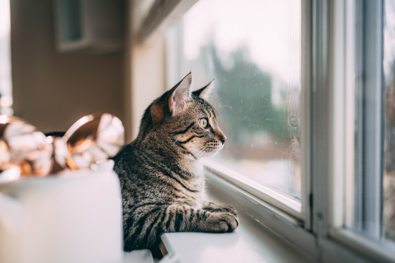 Keep Your House Clean With Pets