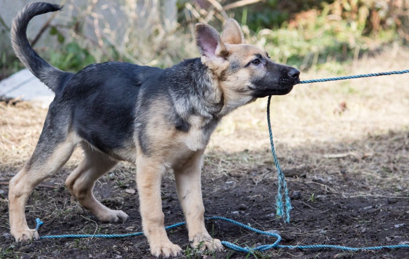 indoor activities for your dog-Tug Of War