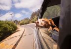 road trip with puppy