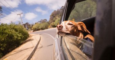 road trip with puppy