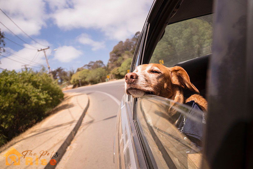 road trip with puppy