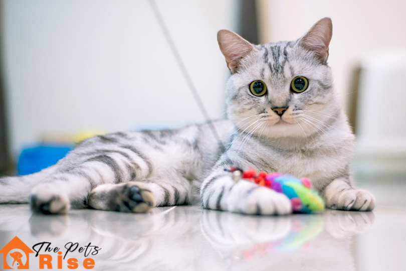 List of Short Hair Cats | American Shorthair