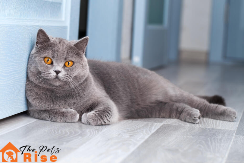 List of Short Hair Cats | British Shorthair