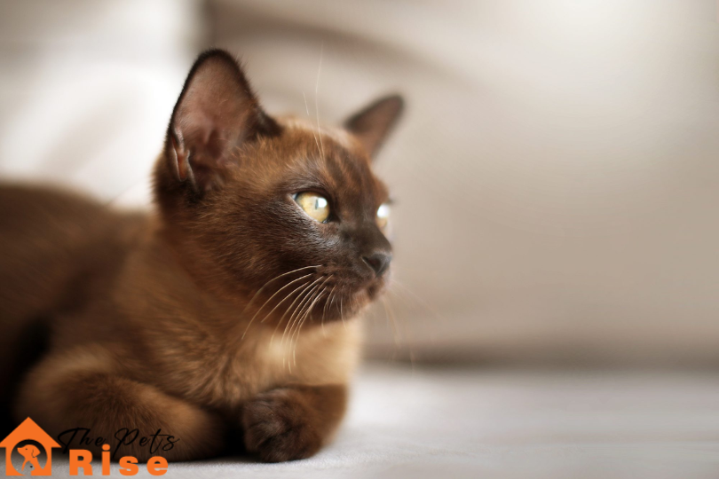 List of Short Hair Cats | Burmese