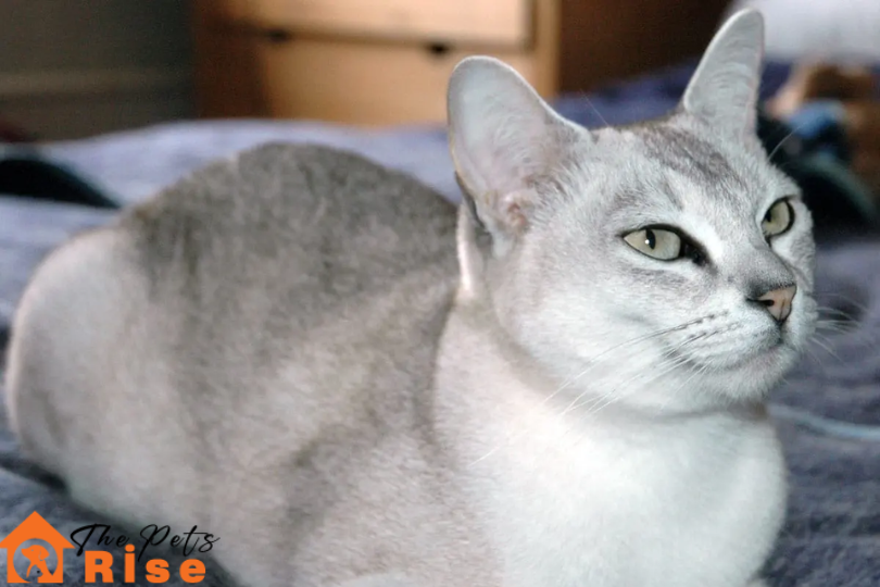 List of Short Hair Cats | Burmilla