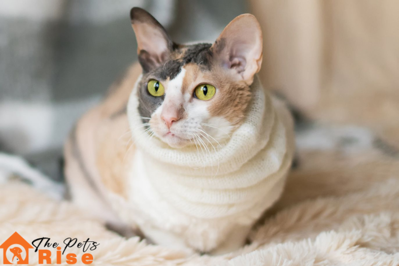 List of Short Hair Cats | Cornish Rex