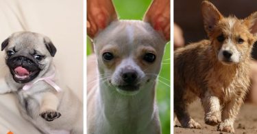Cute teacup dog breeds