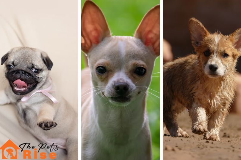 Cute teacup dog breeds