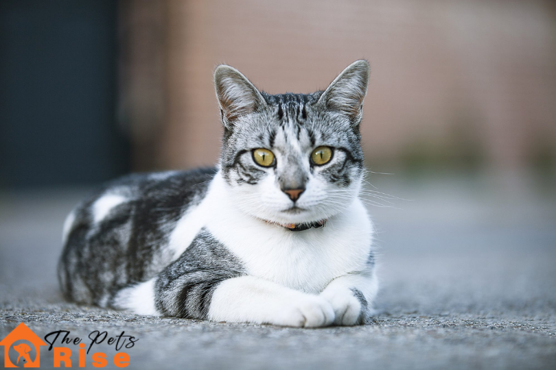 List of Short Hair Cats | European Shorthair