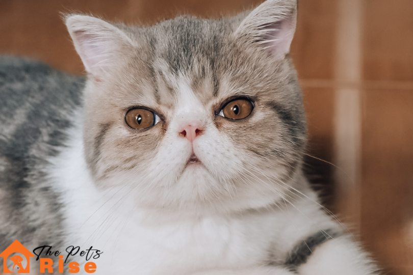 List of Short Hair Cats | Exotic Shorthair