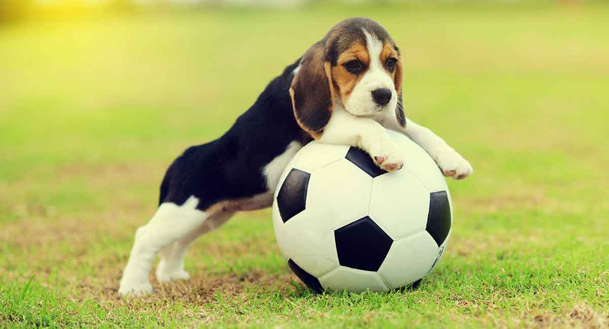 Glove Beagle | thepetsrise.com