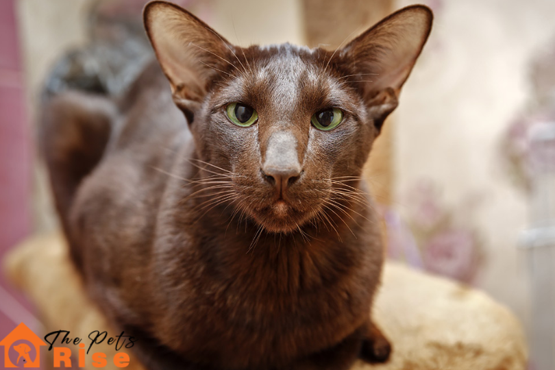 List of Short Hair Cats | Havana Brown