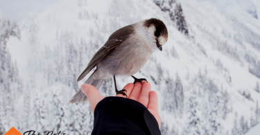 How to Care for Pet Birds in Cold Weather