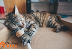 How to Kitten Proof Your Home