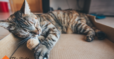 How to Kitten Proof Your Home