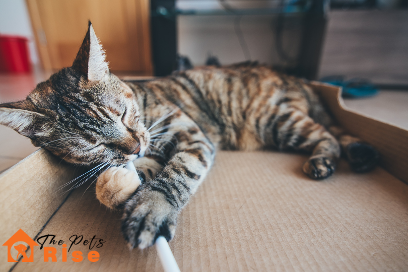 How to Kitten Proof Your Home