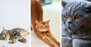 List of Short Haired Cats