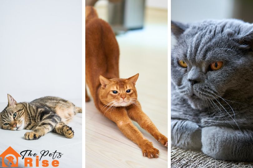 List of Short Haired Cats