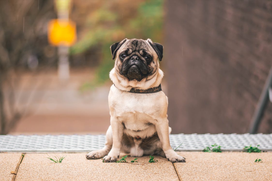 Mini Pug | thepetsrise.com