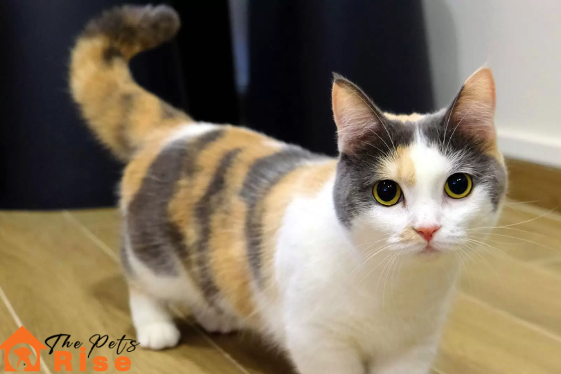 List of Short Hair Cats | Munchkin