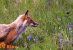 Pet Fox Diet