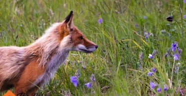 Pet Fox Diet