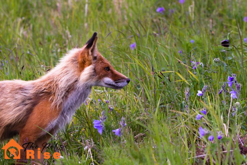 Pet Fox Diet