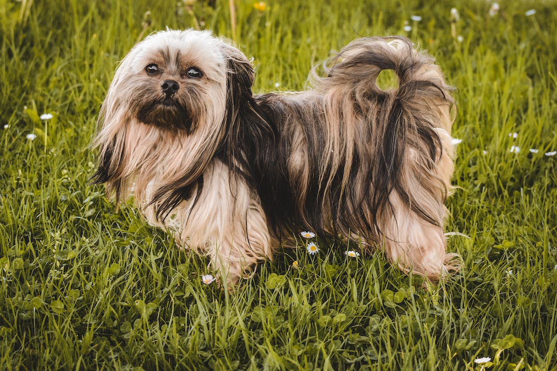 Pocket Shih Tzu | thepetsrise.com