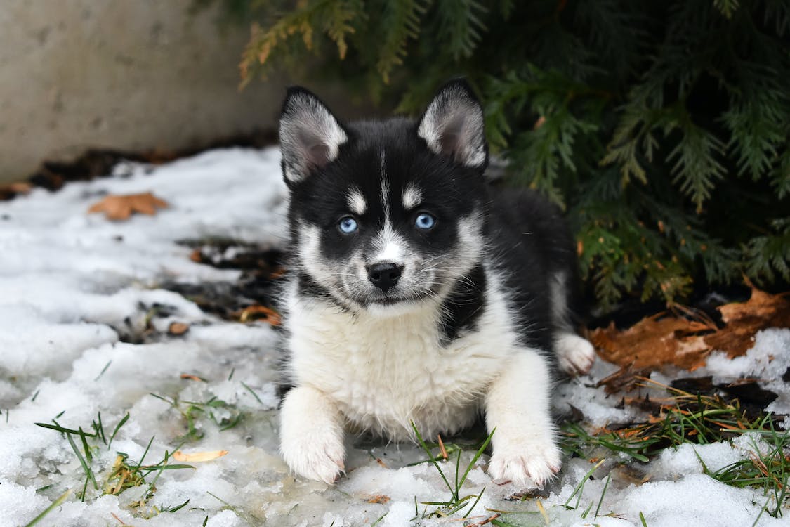 Pomsky Teacups | thepetsrise.com