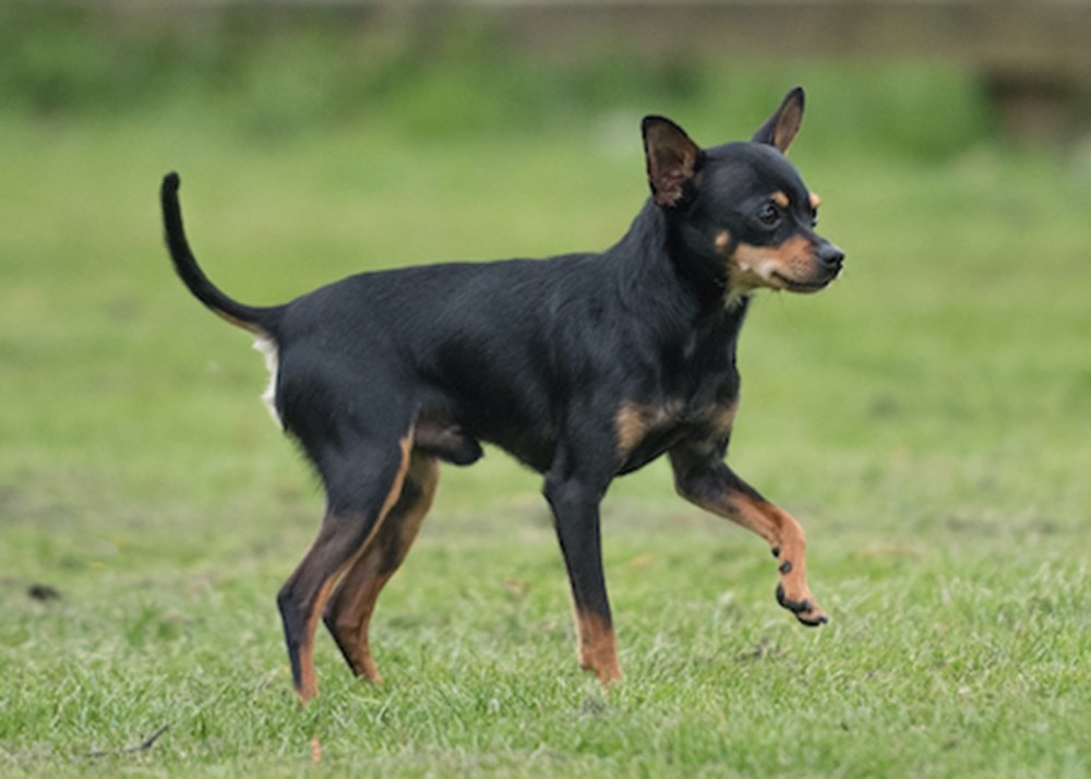 Russian Toy | thepetsrise.com