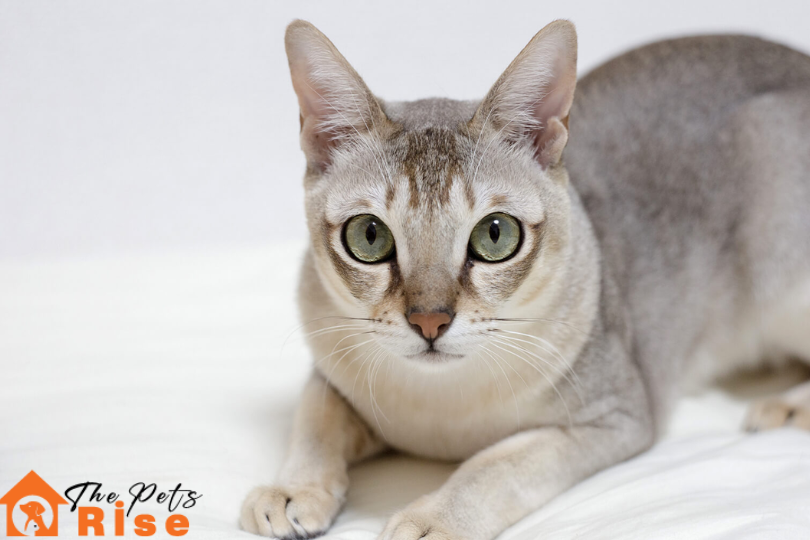 List of Short Hair Cats | Singapura