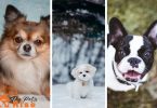 Small Dogs for Kids