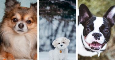 Small Dogs for Kids