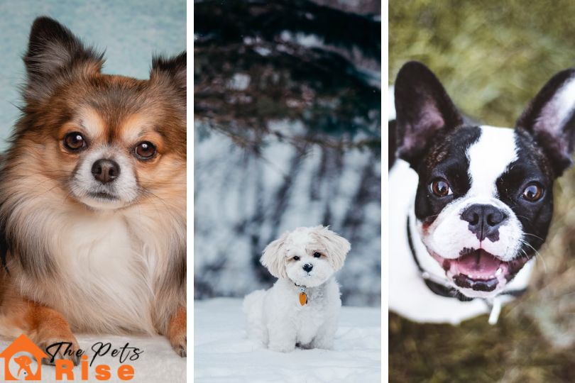 Small Dogs for Kids