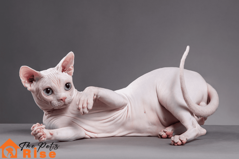 List of Short Hair Cats | Sphynx 
