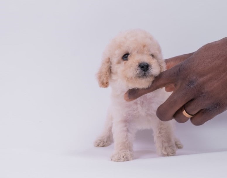 Teacup Poodle | thepetsrise.com