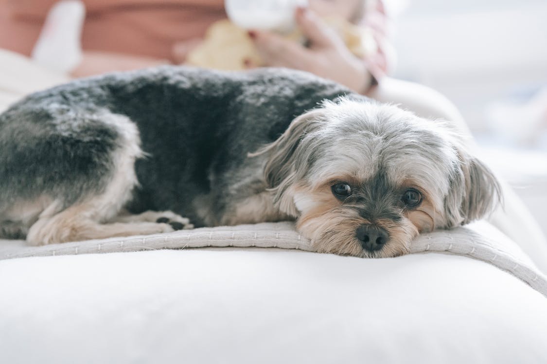 Teacup Yorkie | thepetsrise.com