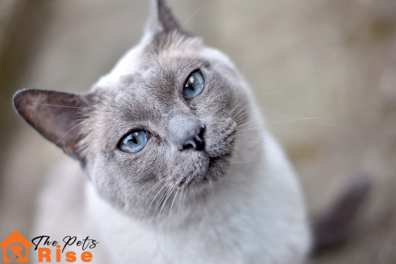 List of Short Hair Cats | Tonkinese