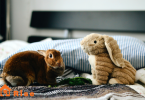 Understanding Rabbit Behavior and Body Language