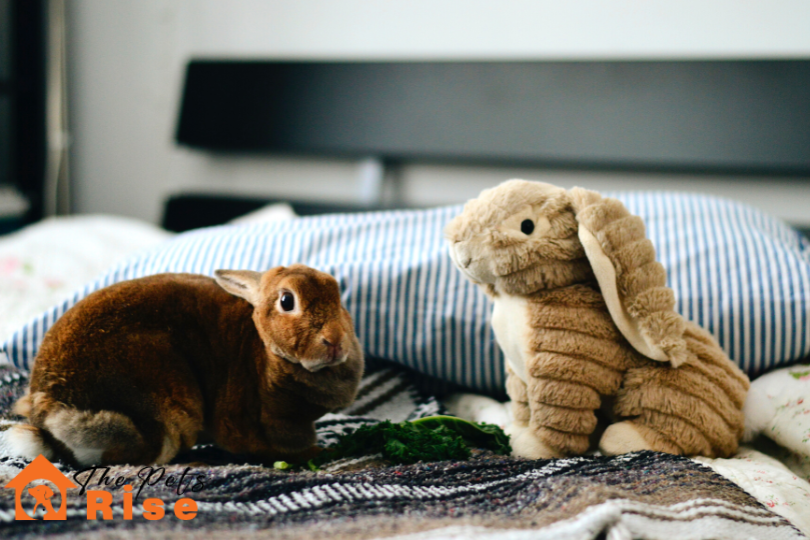Understanding Rabbit Behavior and Body Language