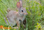 What to Feed Pet Rabbits