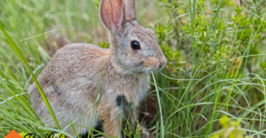 What to Feed Pet Rabbits