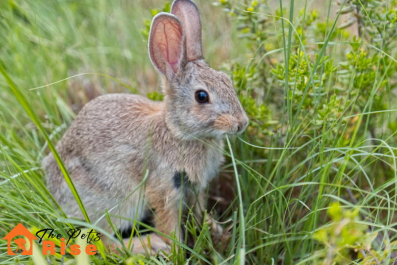 What to Feed Pet Rabbits