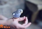 Why Birds Make Better Pets than Cats and Dogs