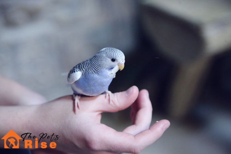 Why Birds Make Better Pets than Cats and Dogs