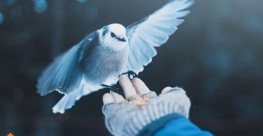 clipping bird wings