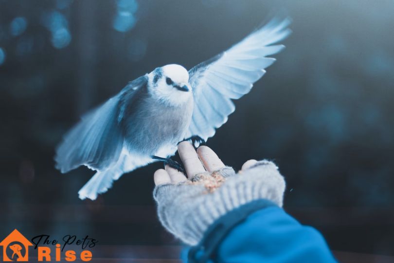 clipping bird wings
