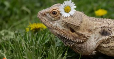 exotic pet care