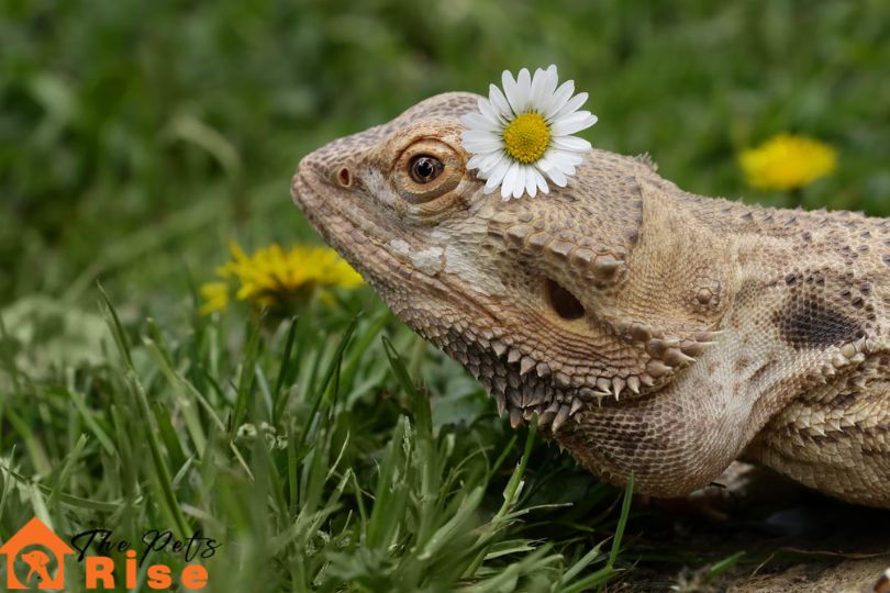 exotic pet care