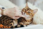 Cat Vaccine Schedule